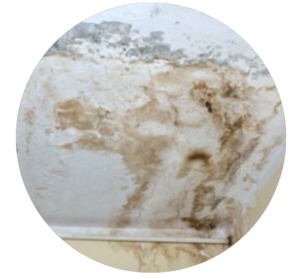 Mould Image 2