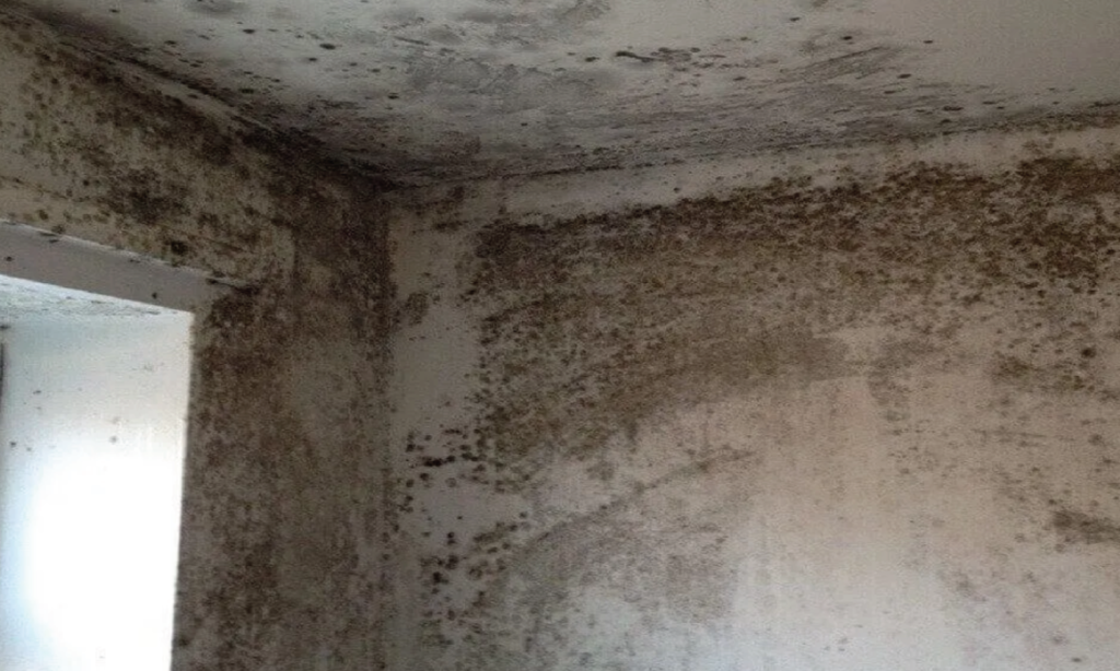 Impacts of Mould Image