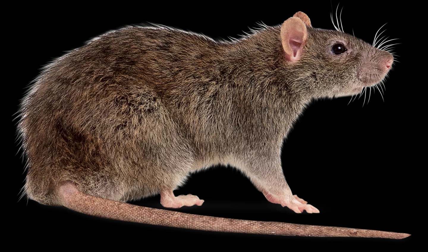 Hantavirus